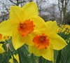 Fortune Daffodil