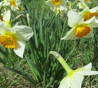 Flower Record Daffodil Picture