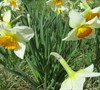 Flower Record Daffodil