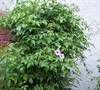Pink Bower Vine