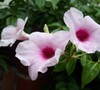 PINK BOWER VINE