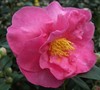 Stephanie Golden Camellia Sasanqua Picture