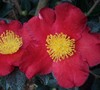 Yuletide Camellia