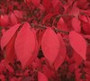 Burning Bush Picture