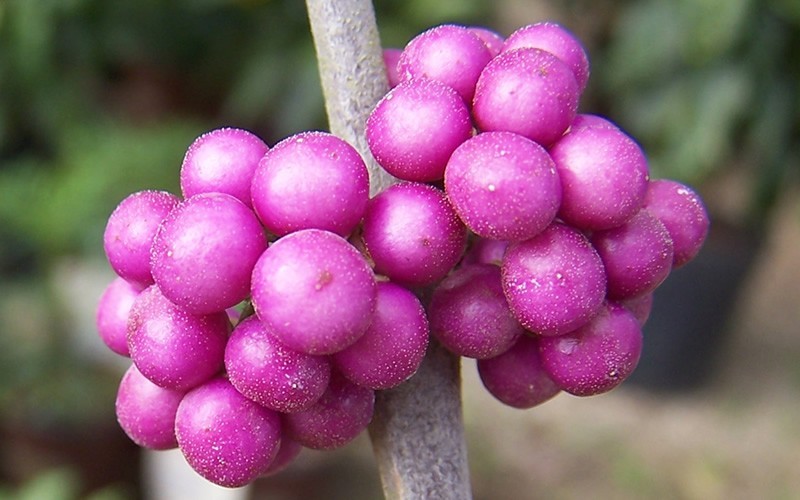 Americana Beautyberry Picture