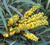 Soft Caress Mahonia