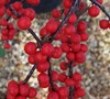 Winter Red Holly