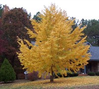 Ginkgo Tree Picture