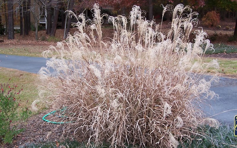 Little Zebra Grass Picture