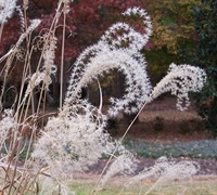 Little Zebra Grass Picture