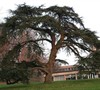 Cedrus Libani