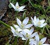 Ornithogalum Umbellatum
