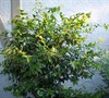 Xylosma