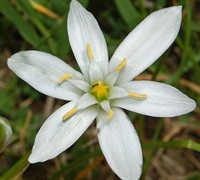 Ornithogalum Umbellatum Picture