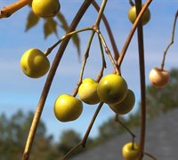 Chinaberry Tree Picture