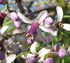 Chinaberry Tree