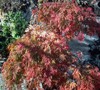 Orangeola Japanese Maple