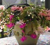 Christmas Cactus