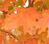 Plains Sugar Maple