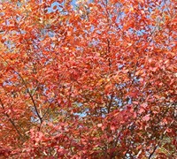 Autumn Brilliance Serviceberry Picture
