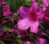 Little John Azalea