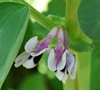 Fava Bean