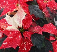 Jingle Bells Poinsettia Picture