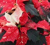 Jingle Bells Poinsettia