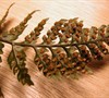 Picture about Does My Rabbit's Foot Fern Have Scale Insects?