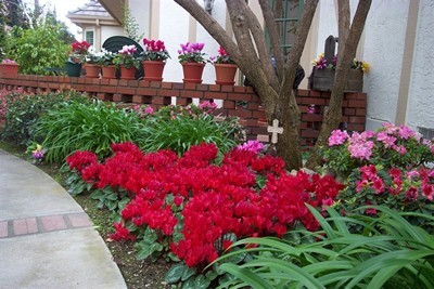 Cyclamen Persicum