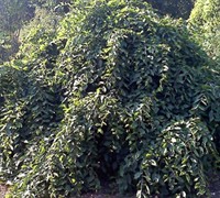 Weeping European Hornbeam Picture