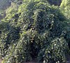 Weeping European Hornbeam