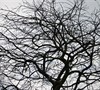 Weeping European Hornbeam