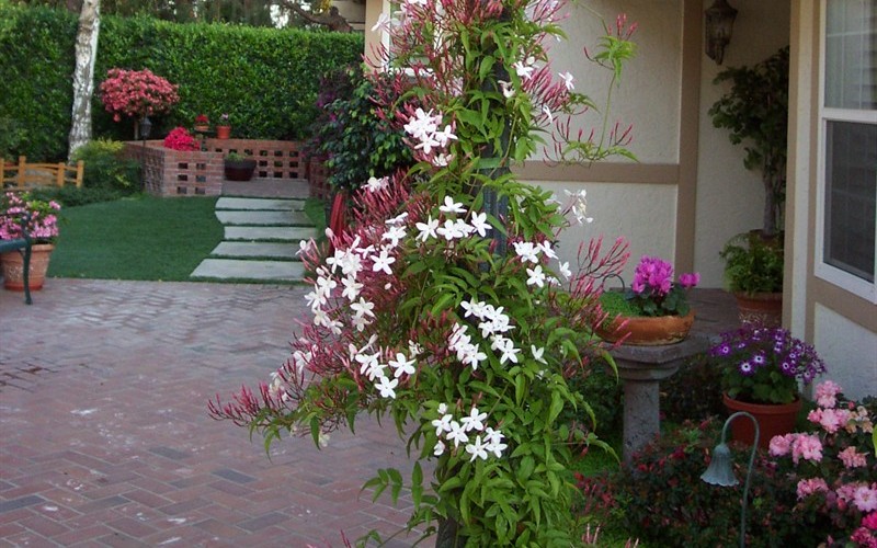 Jasminum polyanthus