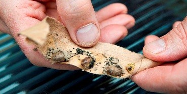 Harvesting mason bees is vital, and simple to do!