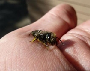 Mason Bees are friendly!