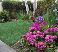 can kalanchoe be planted outside