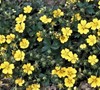 Cinquefoil