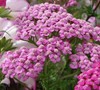 Cerise Queen Yarrow