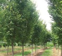 Zelkova+serrata+musashino