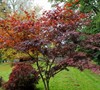 Nuresagi Japanese Maple