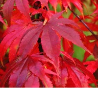 Osakazuki Japanese Maple Picture