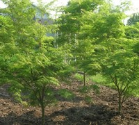 Seiryu Japanese Maple Picture