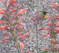 Agastache 'Firebird' Picture