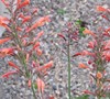 Agastache 'Firebird'