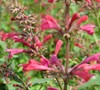 Agastache 'Raspberry Summer'