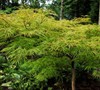 Watnong Japanese Maple