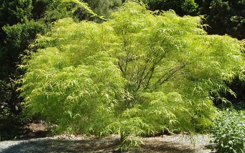 Koto No Ito Japanese Maple Picture - Gardenality