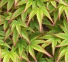 Hanami Nishiki Japanese Maple