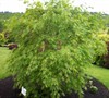 Omureyama Japanese Maple